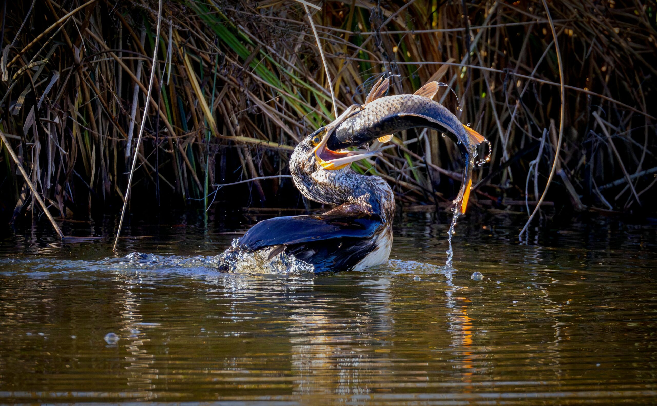 Kormoran (Goinfre)